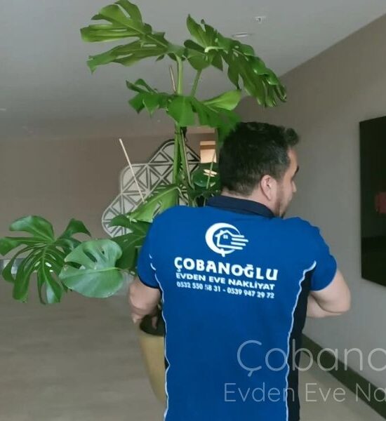 Çobanoğlu